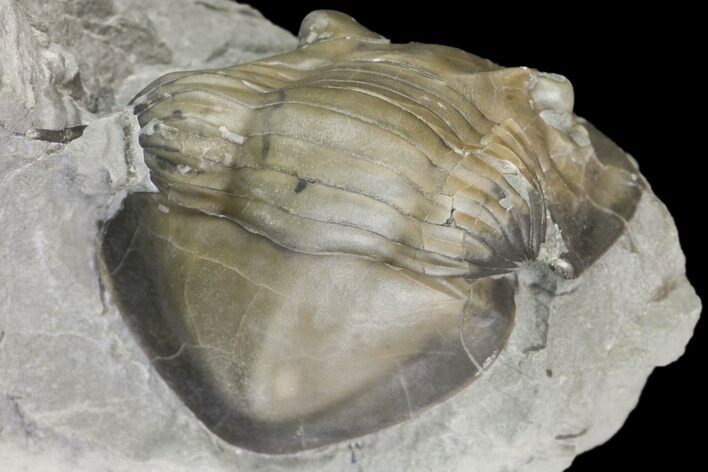 Isotelus Trilobite - Mt Orab, Ohio #161715